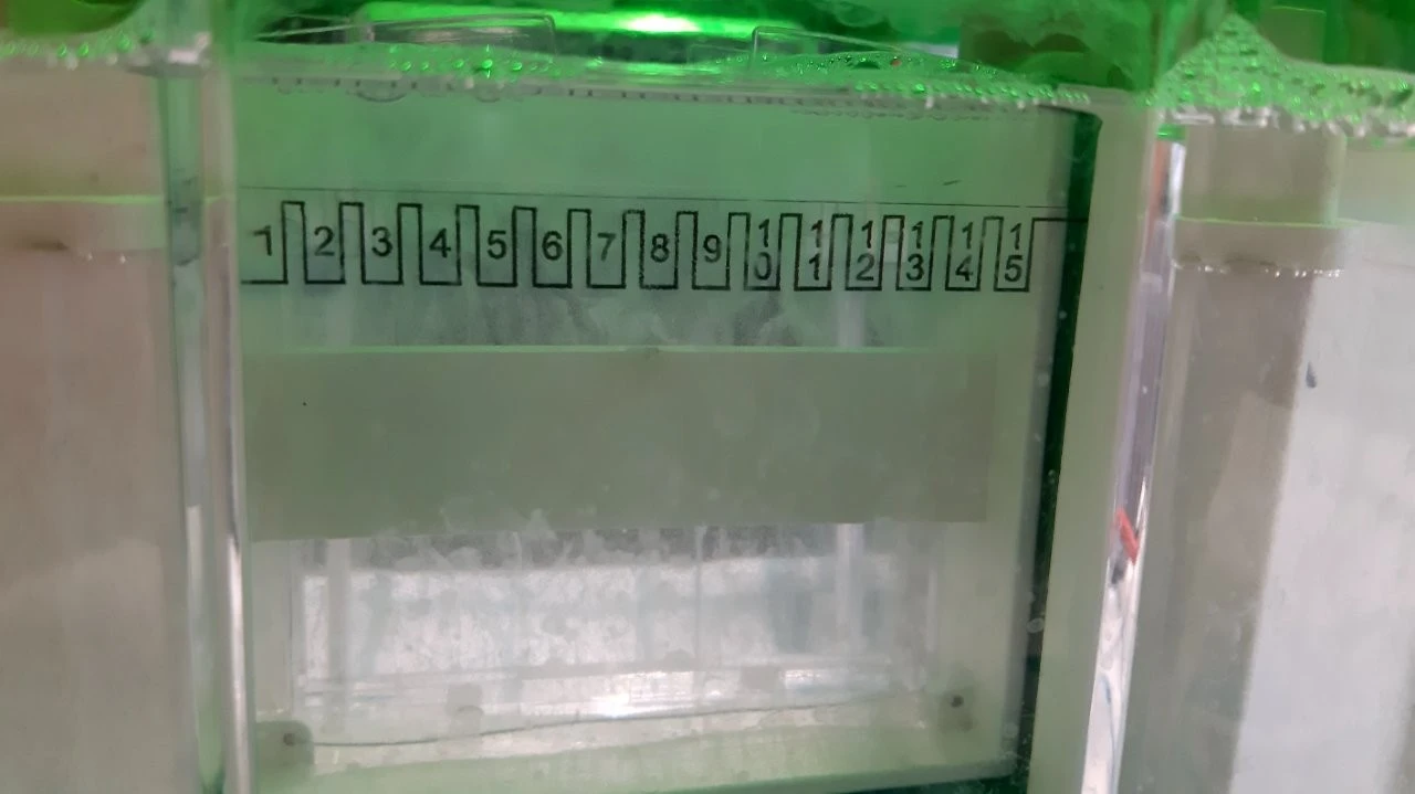 2025 05 Lender Gymnasium Bio Praktikum (08)