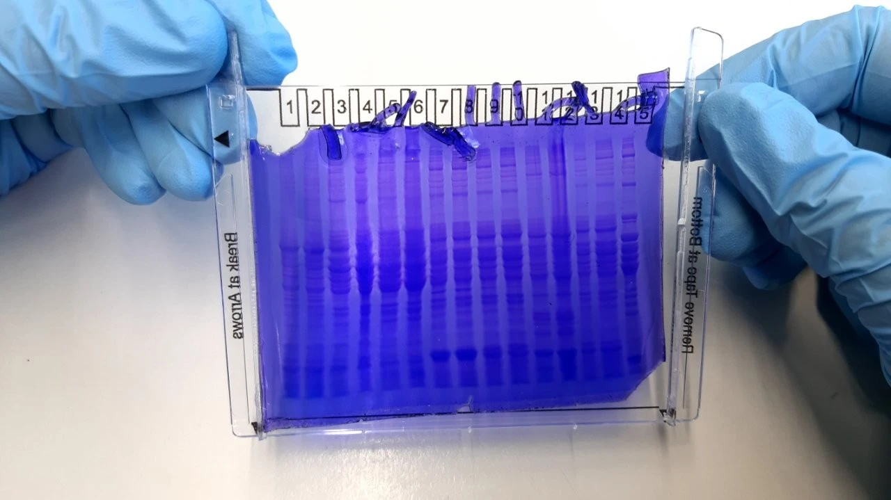 2025 05 Lender Gymnasium Bio Praktikum (11)