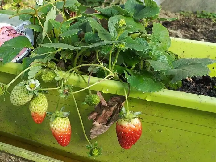 Lender AG Schulgarten Kachel